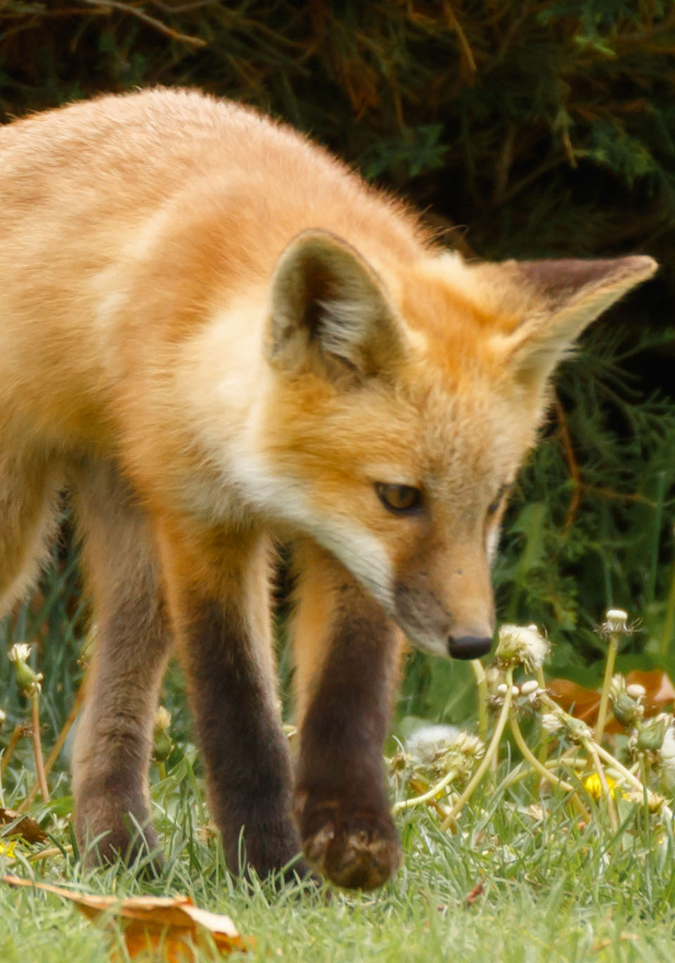 foxes neighborhood large paw