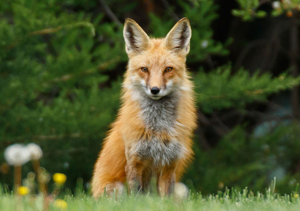 foxes neighborhood fox parent