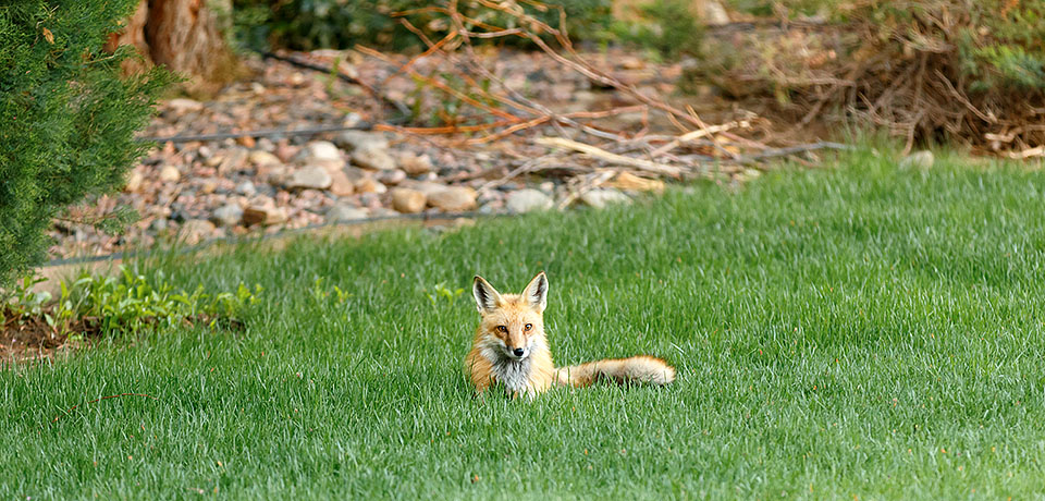 foxes neighborhood 0521a