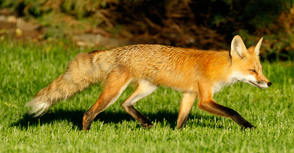 foxes neighborhood 0601