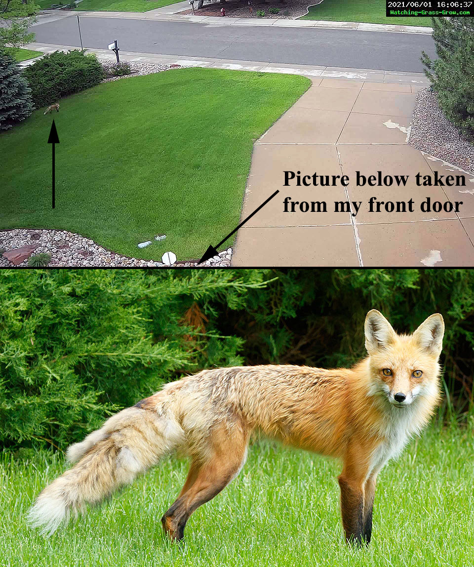 foxes neighborhood 0601b