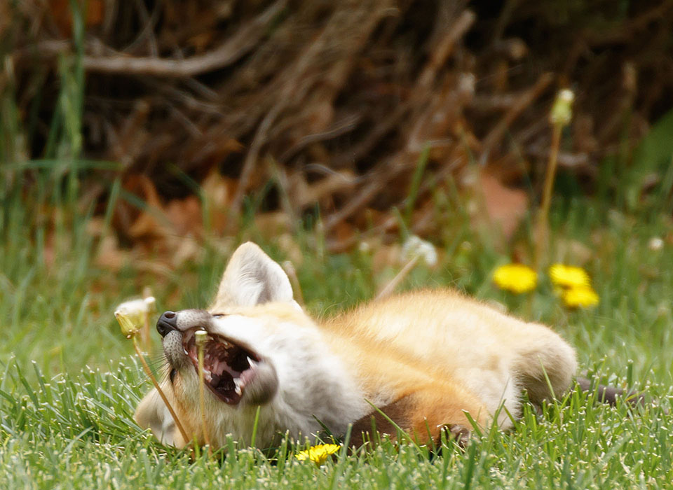 fox sequence 2