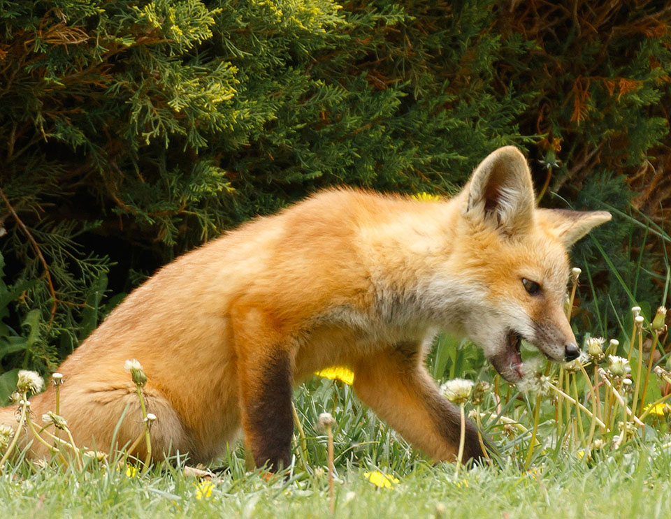fox sequence 3