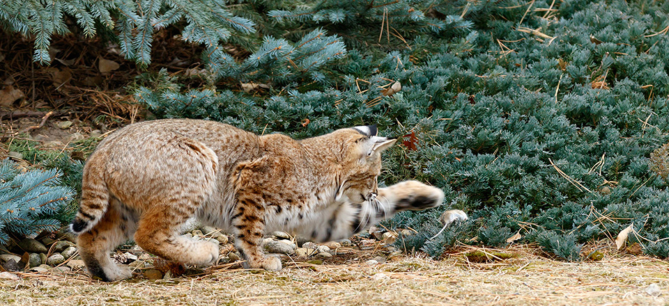 BobCat sequence 1