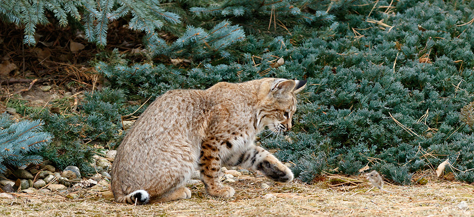 BobCat sequence 2