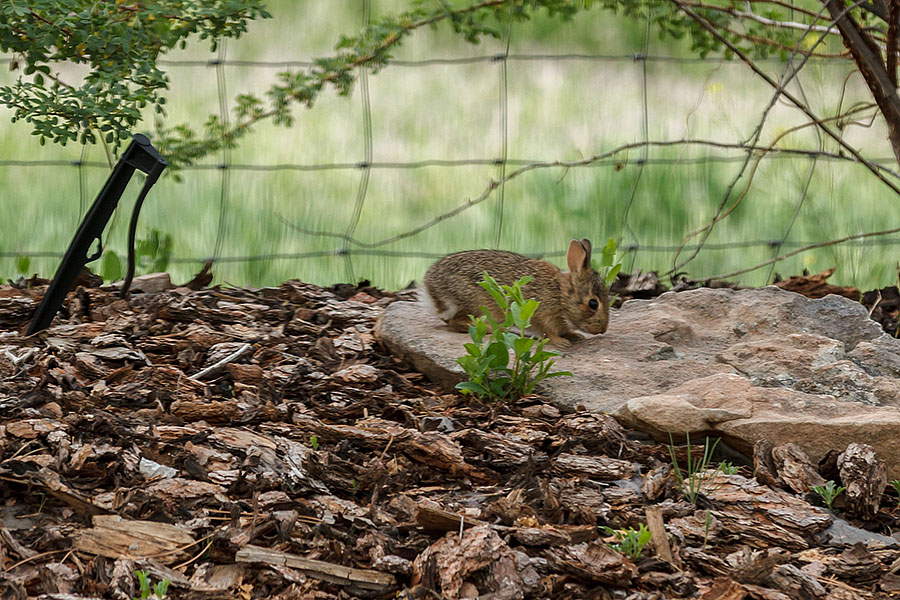 bunny rabbit