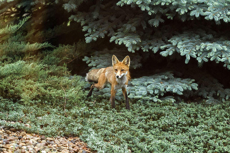 red fox