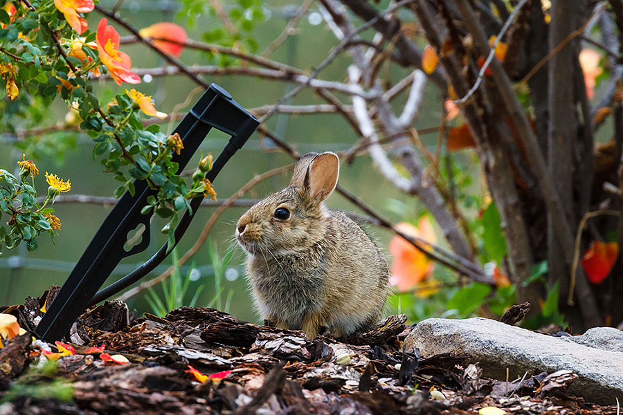 bunny rabbit sprinkler