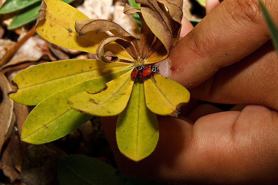 ladybugs humping sequence