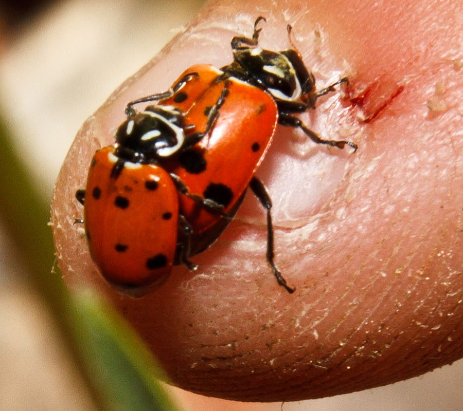 ladybugs humping 3