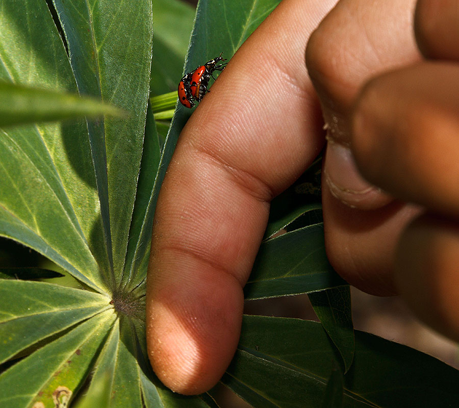 ladybugs humping closeup 2