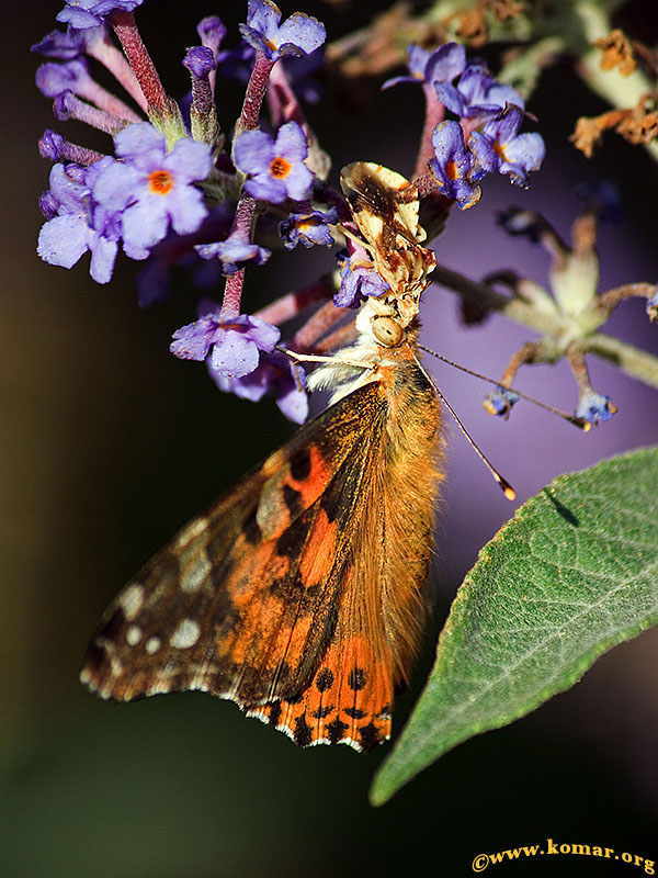 ambush bug painted lady butterfly side