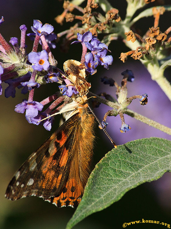 ambush bug painted lady butterfly sequence 2