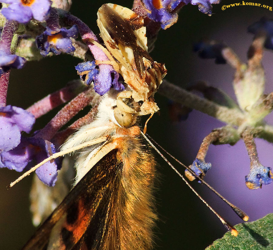 Ambush bug painted lady butterfly 3