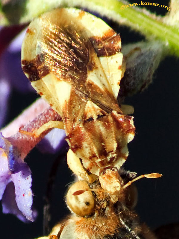 Ambush bug painted lady butterfly super closeup