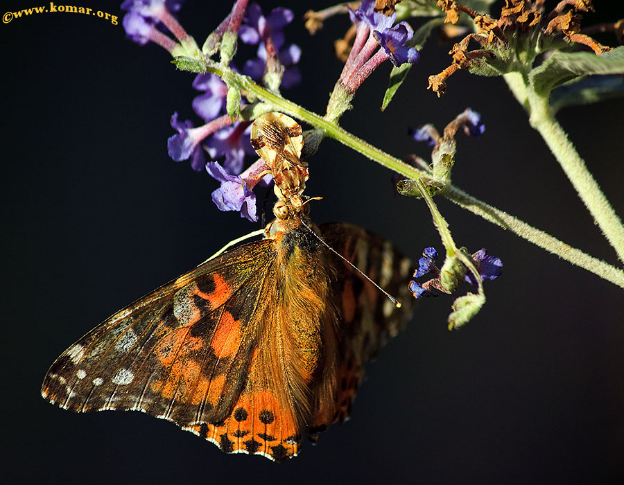 ambush bug painted lady butterfly