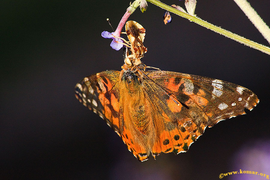 ambush bug painted lady butterfly sequence 1