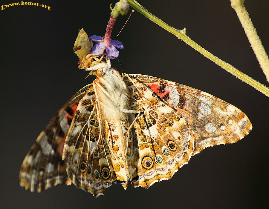 ambush bug painted lady butterfly side