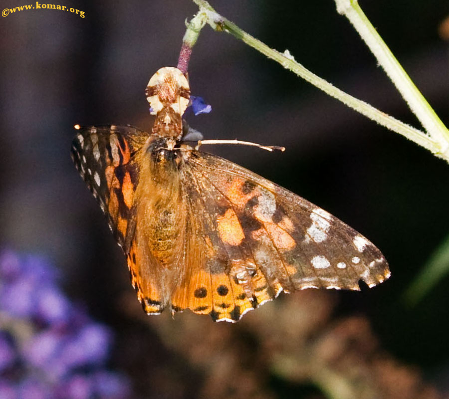 Ambush bug painted lady butterfly 2