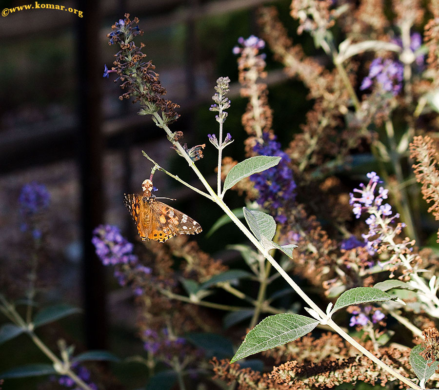 Ambush bug painted lady butterfly 1