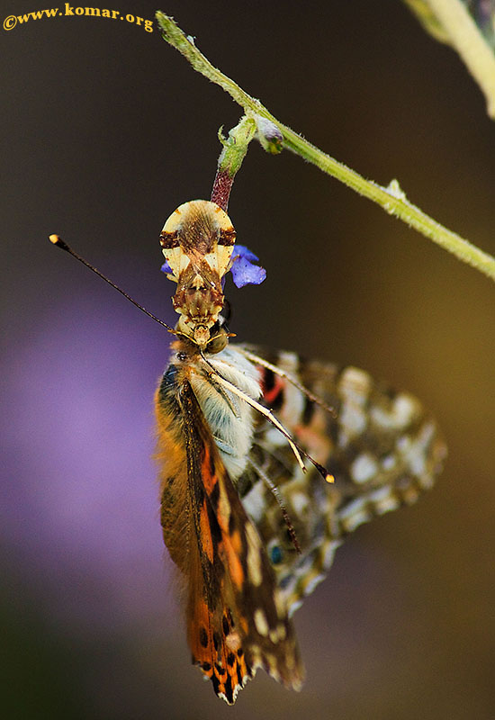 ambush bug painted lady butterfly side