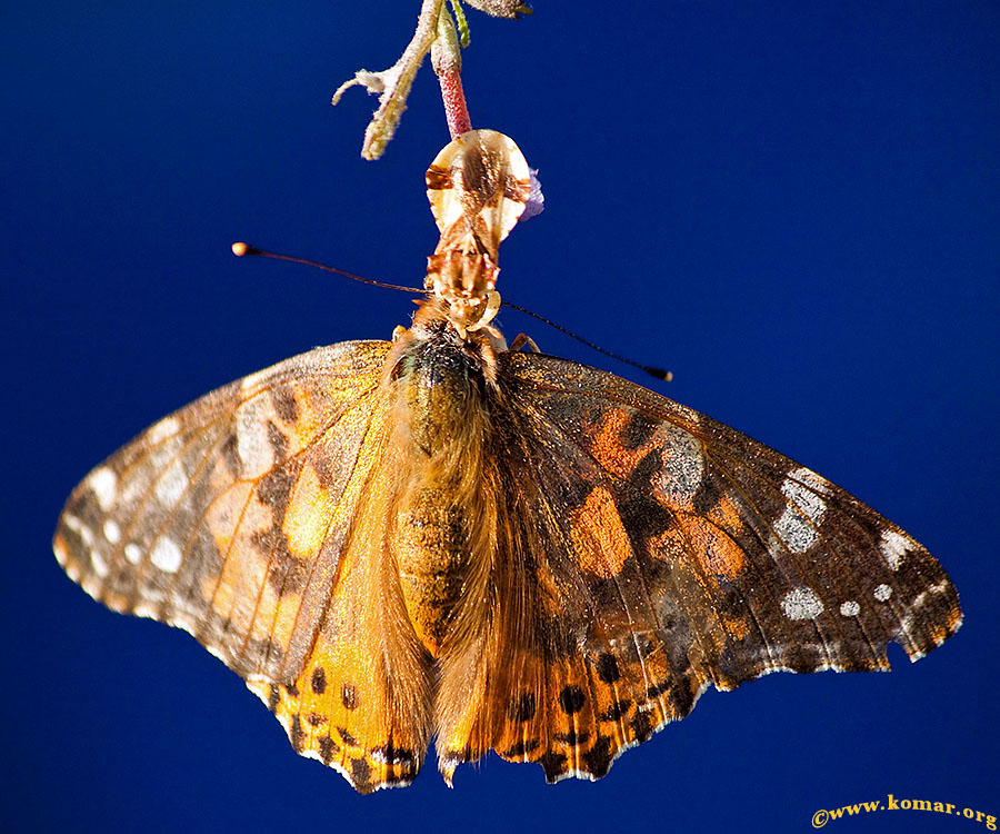 ambush bug painted lady butterfly garbage can