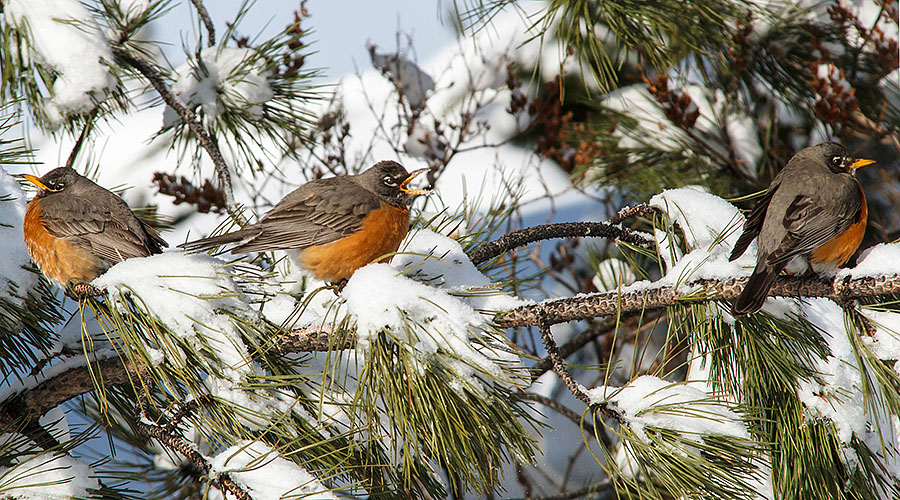 robins in colorado snow 4
