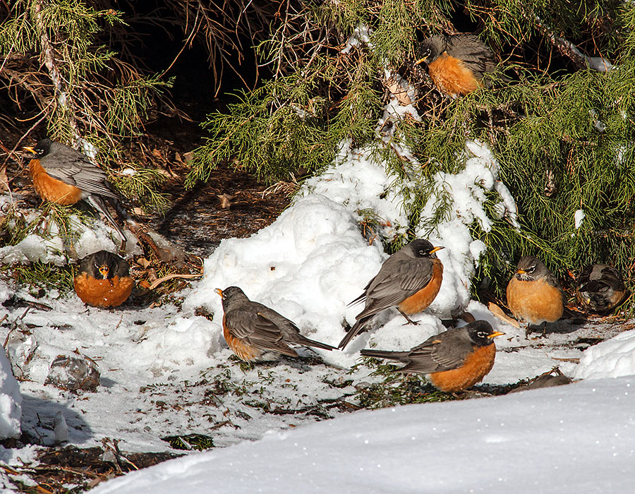 robins in colorado snow 6