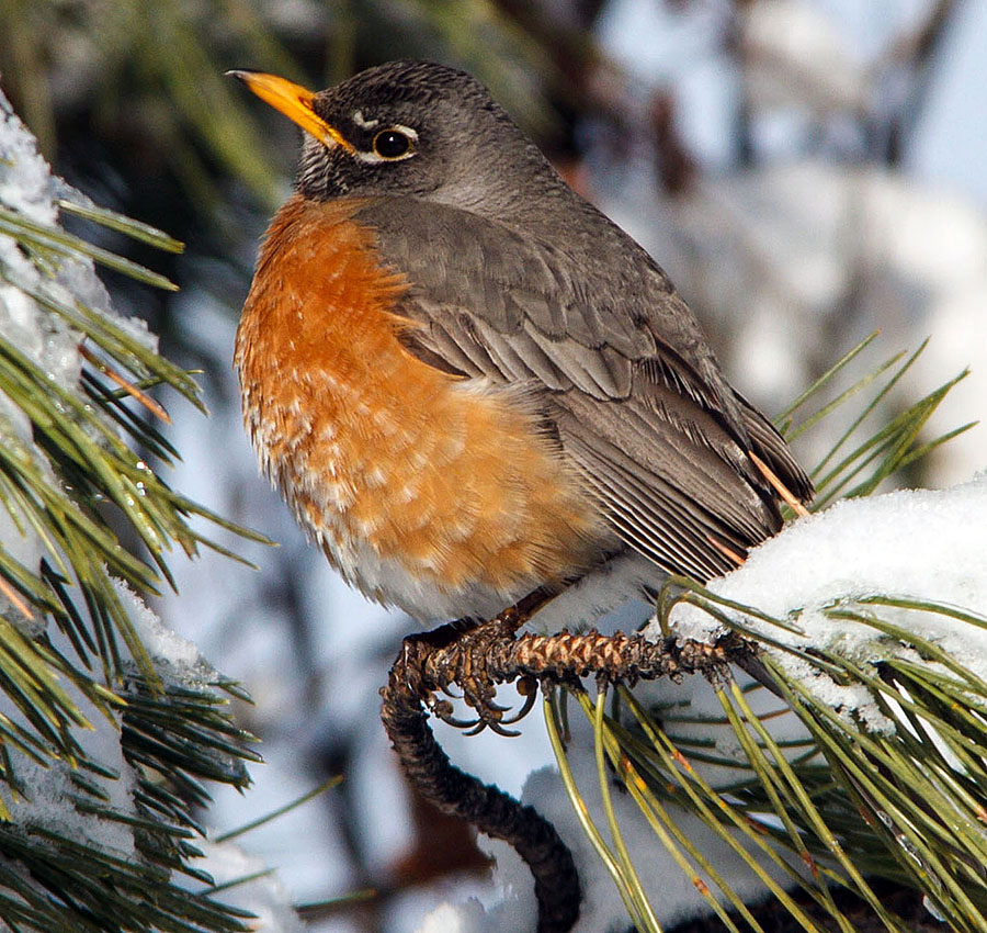 robins in colorado snow 2