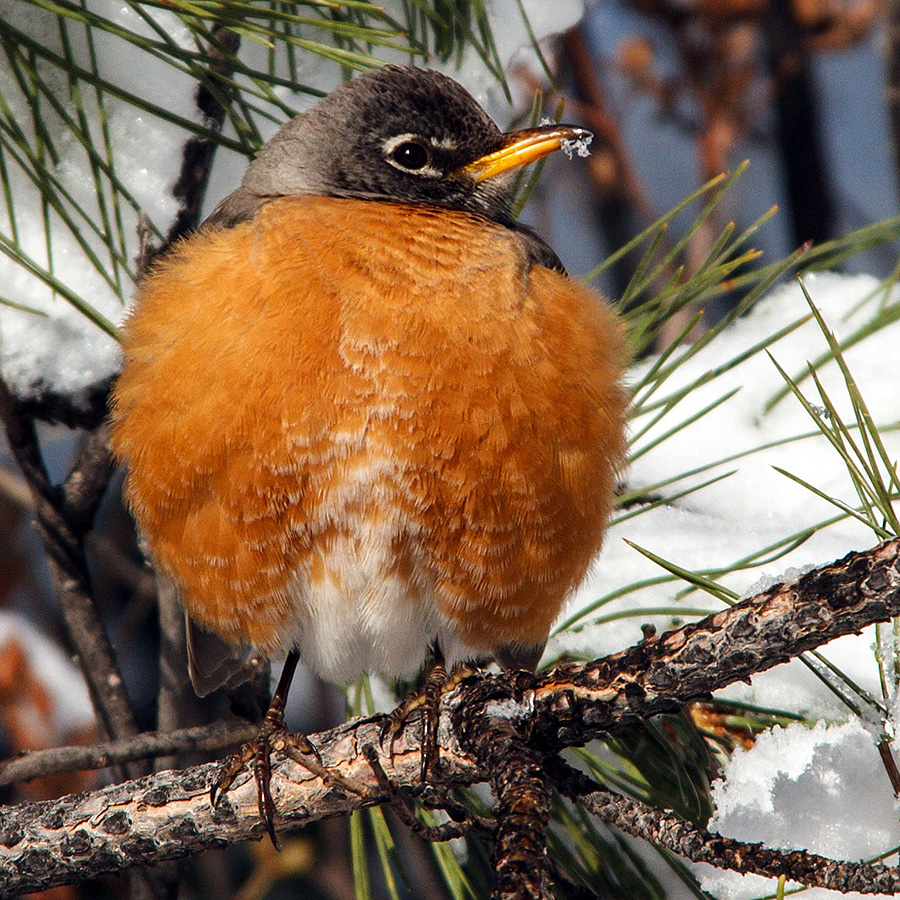 robins in colorado snow 1