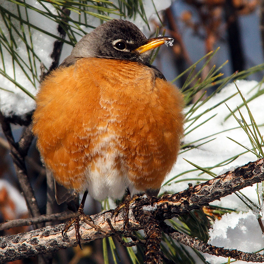 robins in colorado snow 1