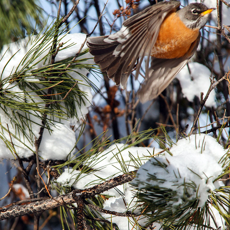 robin jumping off branch