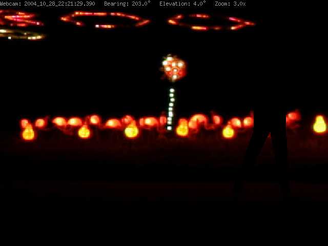 halloween webcam flamingos