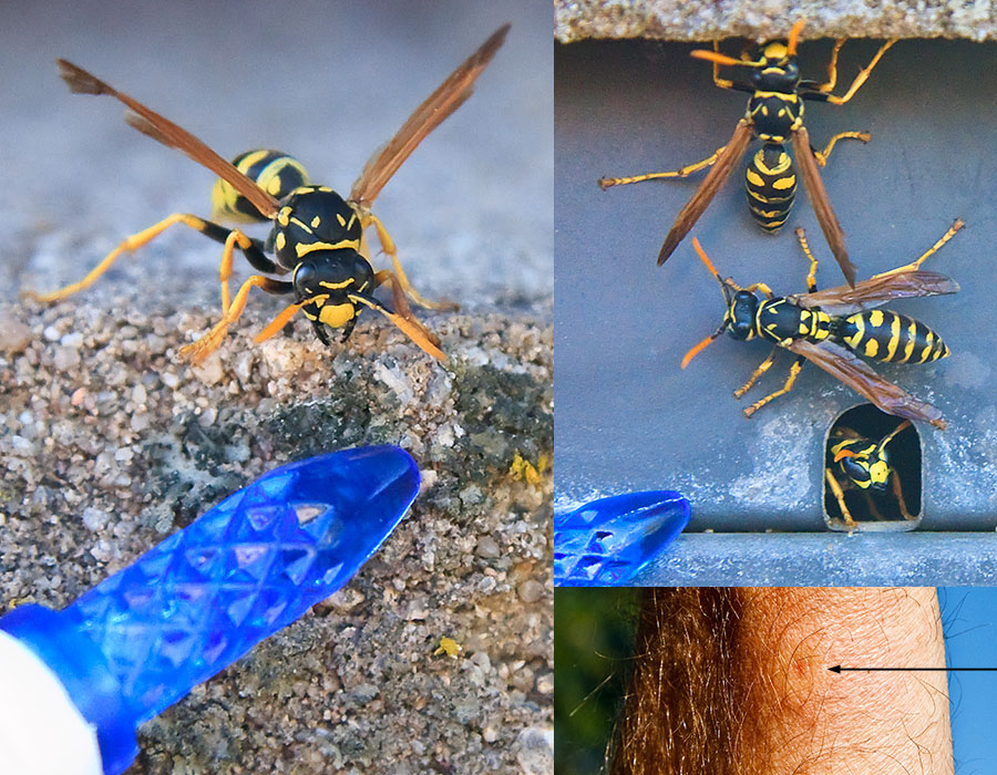 halloween wasp