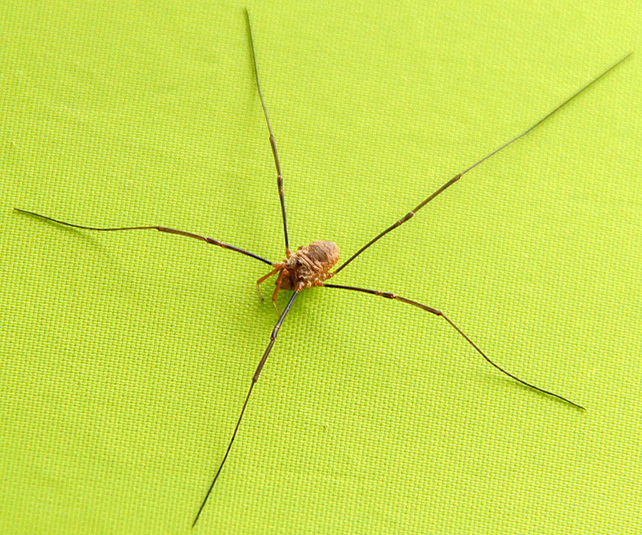 halloween spider on frankenstein closeup