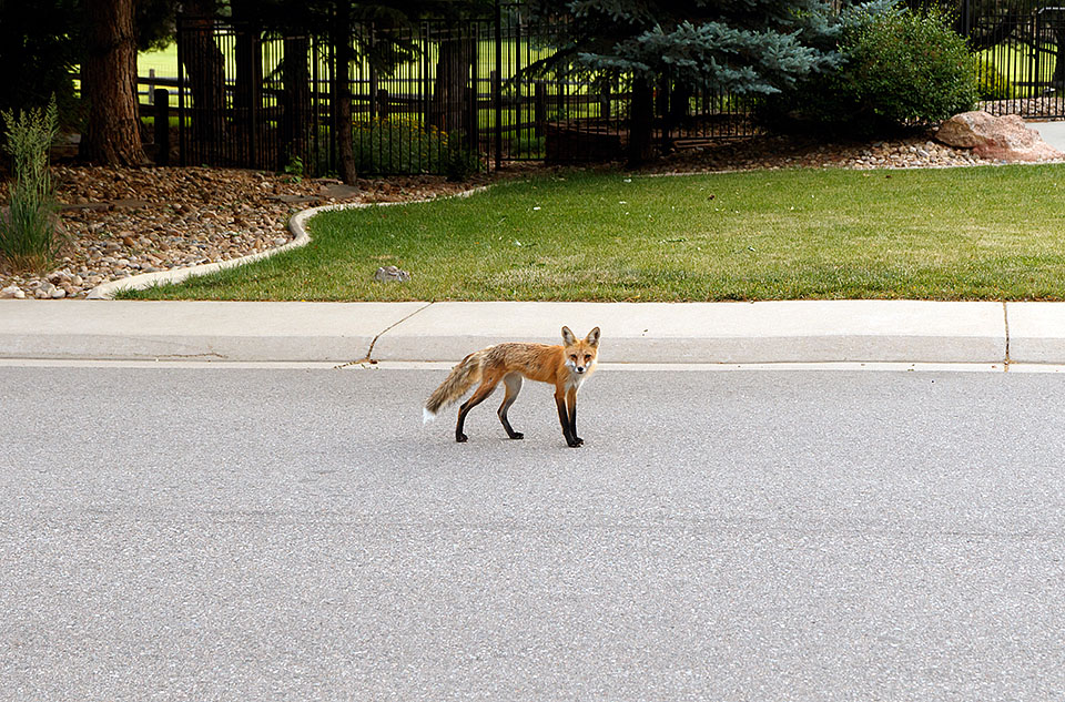 fox checks out garage door wide