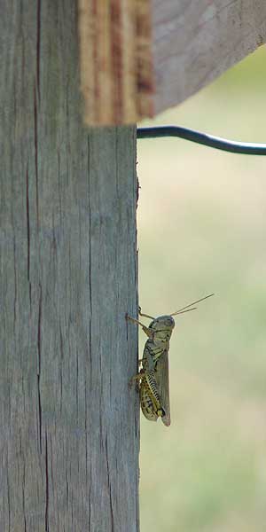 grasshopper 2