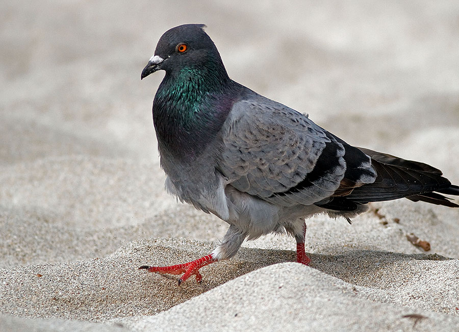 kailua hawaii beach bird 1