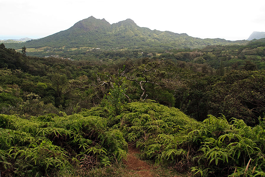 maunawili trail hawaii q