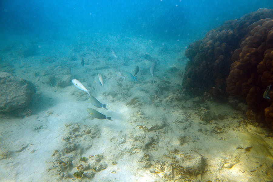 kailua hawaii scuba 1