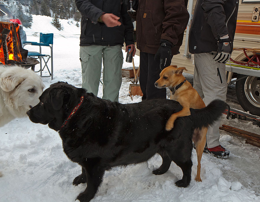 mission ridge washington dog action