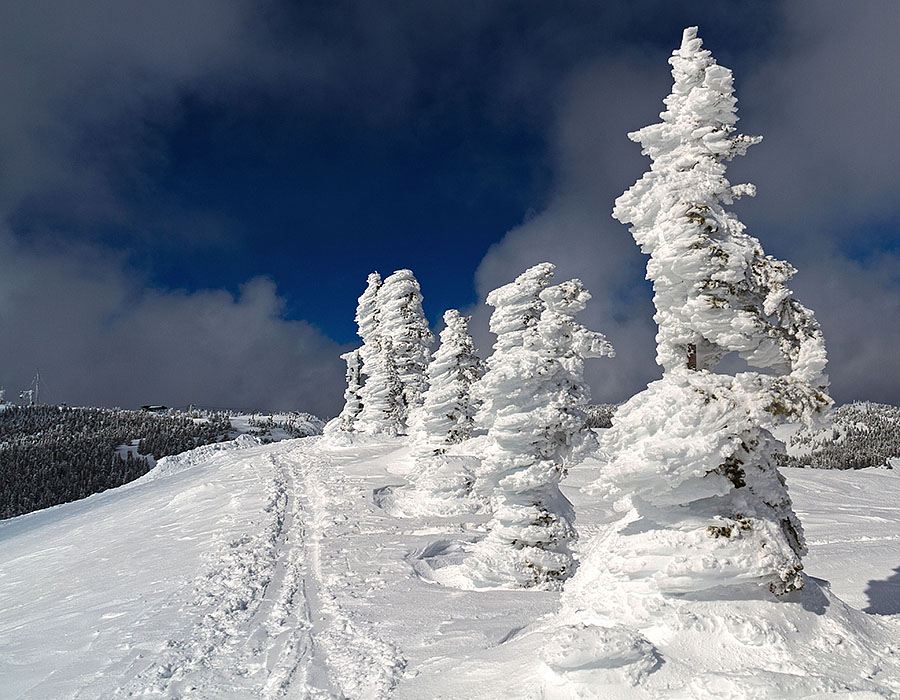 mission ridge ski area washington trees snow